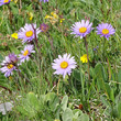 Foto von Besonderheit Aster alpinus