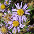 Portraitfoto Aster amellus