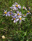 Habitusfoto Aster amellus