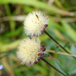 Fruchtfoto Aster amellus