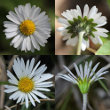 Foto von Besonderheit Aster bellidiastrum