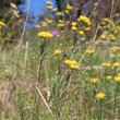 Habitusfoto Aster linosyris