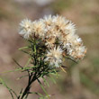 Fruchtfoto Aster linosyris