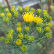 Foto der Jungpflanze Aster linosyris