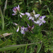 Habitusfoto Astragalus alpinus