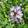 Portraitfoto Astragalus alpinus