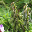 Fruchtfoto Astragalus alpinus