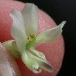 Blütenfoto Astragalus australis