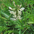 Portraitfoto Astragalus australis