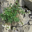 Habitusfoto Astragalus australis