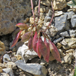 Fruchtfoto Astragalus australis