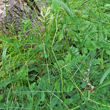 Stängel-/Stammfoto Astragalus cicer