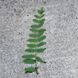 Foto von Besonderheit Astragalus cicer
