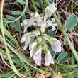 Foto Kelch Astragalus depressus