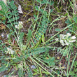 Habitusfoto Astragalus depressus