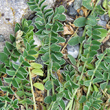Blätterfoto Astragalus depressus