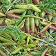 Fruchtfoto Astragalus depressus