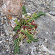Foto von Besonderheit Astragalus depressus