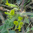 Blütenfoto Astragalus exscapus