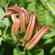 Foto von Besonderheit Astragalus glycyphyllos