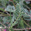 Blätterfoto Astragalus onobrychis