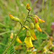 Portraitfoto Astragalus penduliflorus