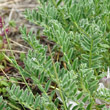 Blätterfoto Astragalus sempervirens