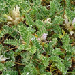 Foto von Besonderheit Astragalus sempervirens