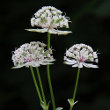 Blütenfoto Astrantia major