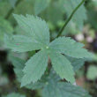 Blätterfoto Astrantia major