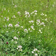 Habitusfoto Astrantia major