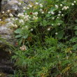 Habitusfoto Astrantia minor L.