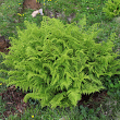 Habitusfoto Athyrium distentifolium