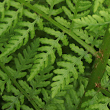 Portraitfoto Athyrium distentifolium