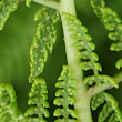 Blütenfoto Athyrium distentifolium