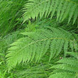 Portraitfoto Athyrium filix-femina