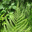 Blätterfoto Athyrium filix-femina