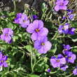 Portraitfoto Aubrieta deltoidea