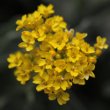 Portraitfoto Aurinia saxatilis