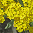 Bl&uuml;tenfoto Aurinia saxatilis