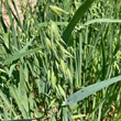 Portraitfoto Avena sativa