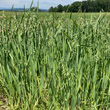 Habitusfoto Avena sativa