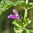 Portraitfoto Ballota nigra subsp. meridionalis