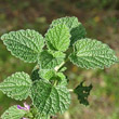 Blätterfoto Ballota nigra subsp. meridionalis