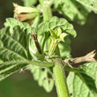 Foto von Besonderheit Ballota nigra subsp. meridionalis