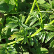 Blätterfoto Barbarea intermedia