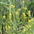 Habitusfoto Barbarea vulgaris