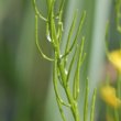 Fruchtfoto Barbarea vulgaris