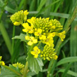 Portraitfoto Barbarea vulgaris