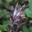 Portraitfoto Bartsia alpina